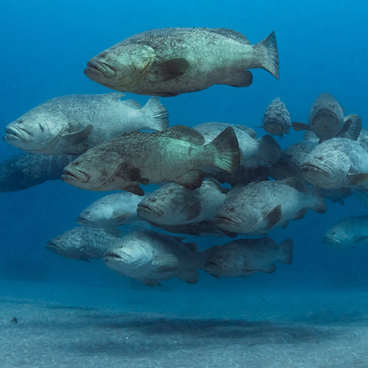 A school of grouper at a spawning aggregation